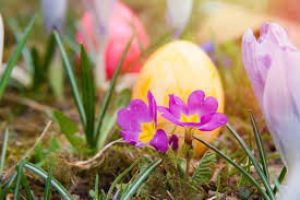 spring flower and egg